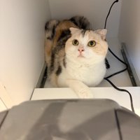 炊飯器の後ろに座る猫