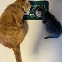 食事中の成猫と子猫