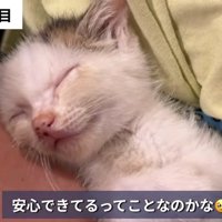 人にくっついて寝る子猫