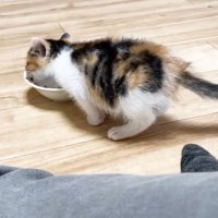 ごはんを食べる子猫