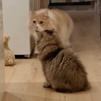 目くばせをする猫