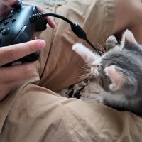 ゲームをする子供と子猫