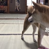 黒猫を見つけた柴犬