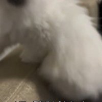 ソファに登る子猫