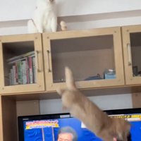 高みの見物をする茶白猫