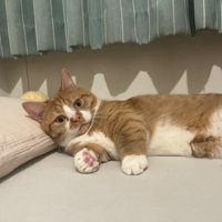 お尻を上げて座るマンチカン