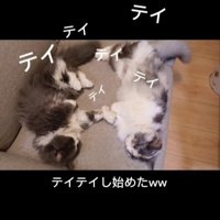 ソファに寝転がる2匹の猫