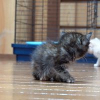 振り返るサビちゃん