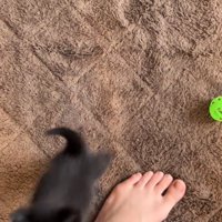 素足の飼い主に飛びかかっている黒猫