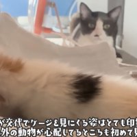 子猫を見つめる猫