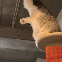 電球に片手でさわる猫
