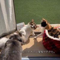 窓際の2匹の猫とうさぎ