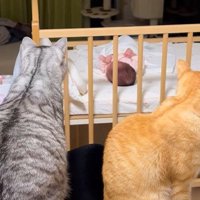 赤ちゃんを見る2匹の猫3