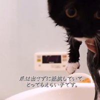 お風呂に入れられて抵抗する子猫