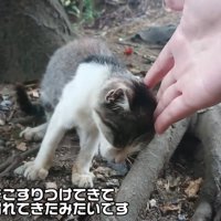 人の手に頭をくっつける子猫