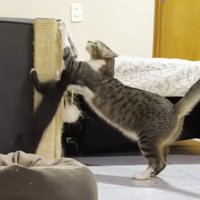 爪とぎをする猫とポールにとびつく白黒の子猫
