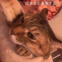 体調不良の飼い主