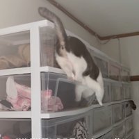 前足が落ちそうになる猫