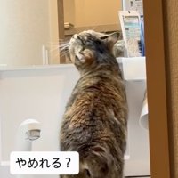 洗面台に上がって歯ブラシに顔を擦り付ける猫