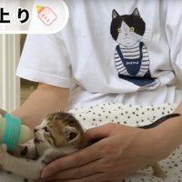 ミルクを飲んでいる子猫