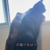 の外を見る二匹の猫