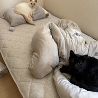 枕に乗る白猫