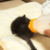 ミルクを飲む子猫