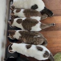 一列に並んでそれぞれの皿に入れられたごはんを食べる猫たち
