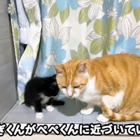 テロップ「むぎくんがぺぺくんに～」