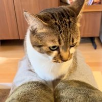 じっとする猫