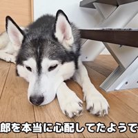 床に伏せるはっちゃん