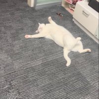 気にしない猫
