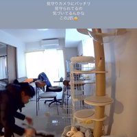 パパに遊んでもらう保護猫