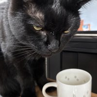 飼い主のコップの前に座る猫
