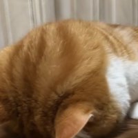 うつ伏せになっている猫（向かって斜め右側）