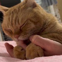 指をしゃぶる猫