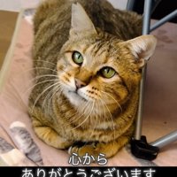 見上げる猫