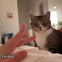 飼い主さんが起きて嬉しそうなノブくん%％「！！」