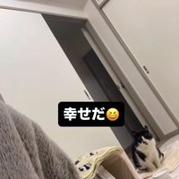 現在の猫の様子を見て感動する投稿者