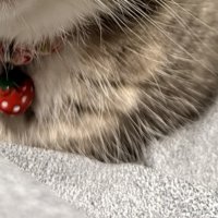 猫の手