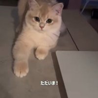 ただいまと声をかけられる猫