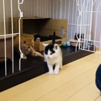 ケージから飛び出るハチワレ子猫