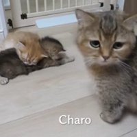 寝てる猫と母猫