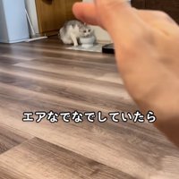 猫をエアなでなでする