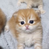 トラちゃん1匹目