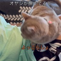 飼い主の膝の上で立ち上がる猫