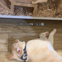 待ち続ける猫
