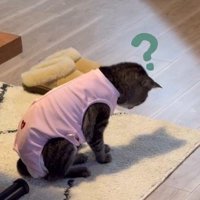 カーペットに映る自分の影を見つめる猫