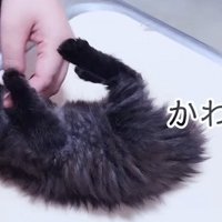 診察台で寝転がる子猫