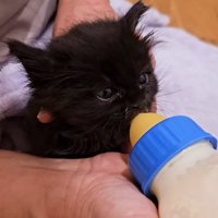 哺乳瓶でミルクを飲む子猫